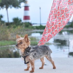 Elegant Small Dog Scarf Leash